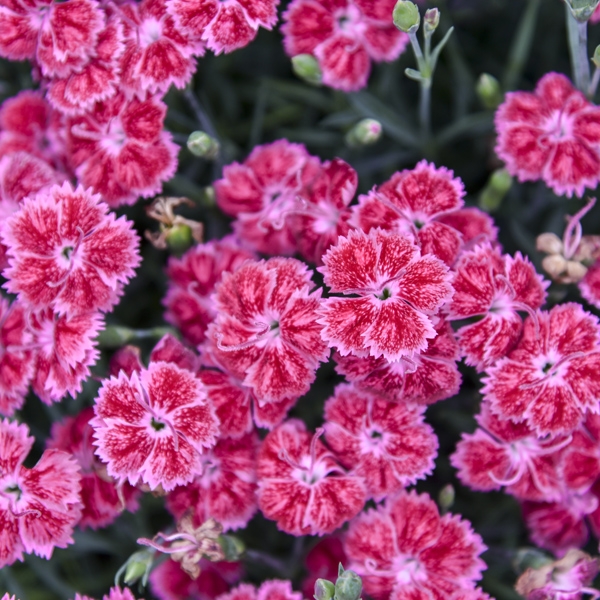 Dianthus 'Red Rouge' New 2023